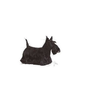 Royal canin mini dermacomfort - karma sucha dla psów dorosłych ras małych o wrażliwej skórze, skłonnej do podrażnień - 3kg