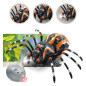 Zdalnie sterowany pająk tarantula czarny R/C z podczerwienią EAN: 5905991028109