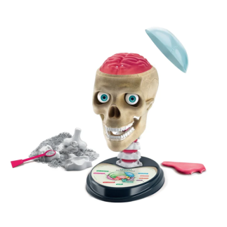 Naukowa zabawa zestaw zwariowana anatomia język polski clementoni 50697