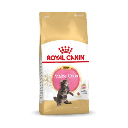 Royal canin fbn maine coon kitten - sucha karma dla kociąt - 10kg